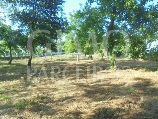 Terreno venda em Anadia, Aveiro