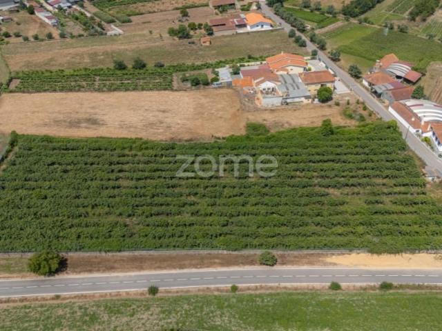 Terreno venda em Anadia, Aveiro