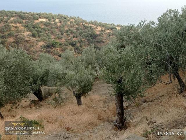 Bahçedere, Ayvacık içerisinde satılık mülk