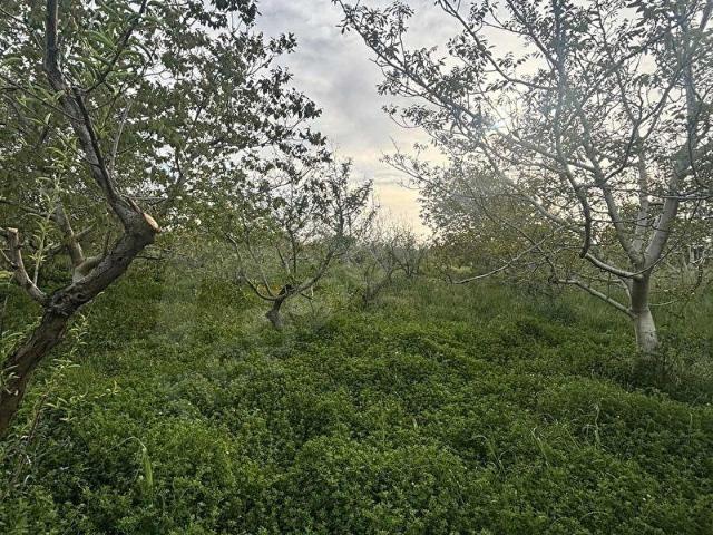 Bayramiç, Çanakkale içerisinde satılık Arsa