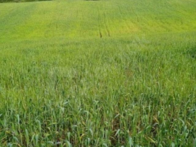 Ezine, Çanakkale içerisinde satılık Arsa