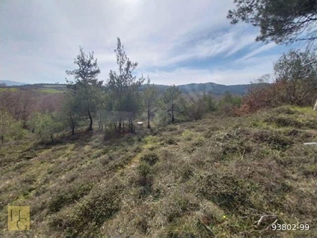 Bayatlar, Yenice içerisinde satılık Arsa