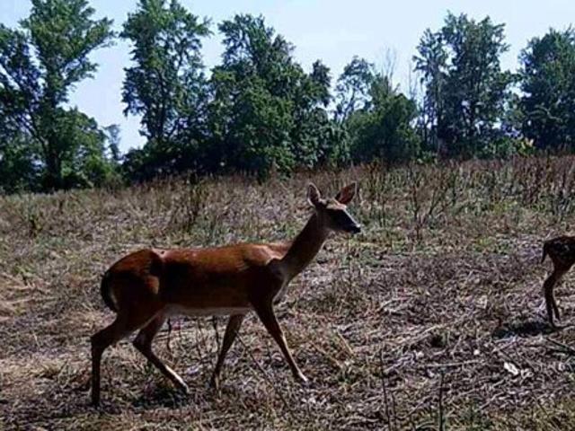 Land for sale in Beaverdam Land for sale in Beaverdam