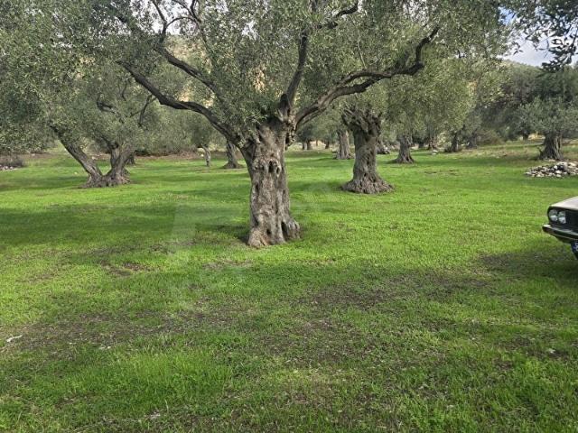 Bayindir, İzmir içerisinde satılık mülk
