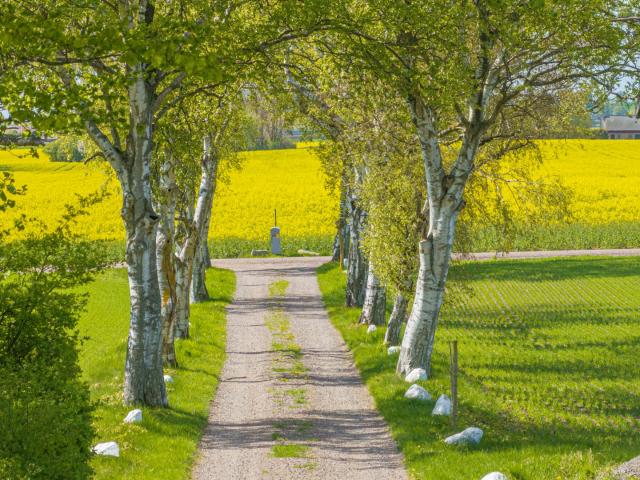Gård till salu i Gotland, Skåne