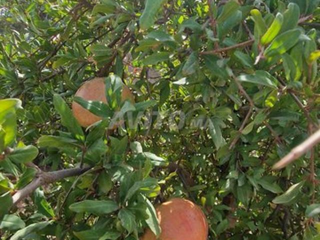 Propriété vente à Khouribga, Chaouia-Ouardigha