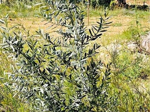 Beğiş, Korkuteli içerisinde satılık Arsa