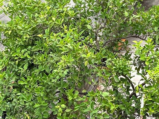Korkuteli, Antalya içerisinde satılık Arsa