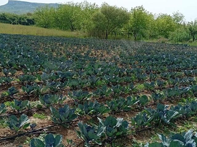 Serik, Antalya içerisinde satılık Arsa