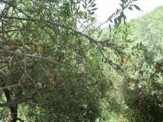 Casa en venta en Serranía de Ronda, Andalucía