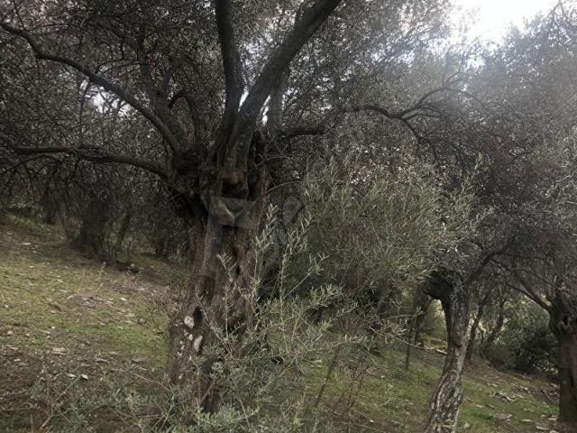 Bayindir, İzmir içerisinde satılık mülk