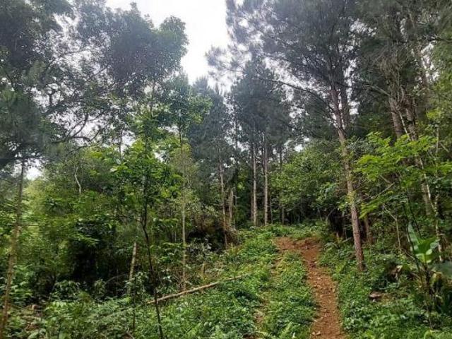 Sítio e chácara venda em Condomínio José Bonifácio, São Francisco de Paula