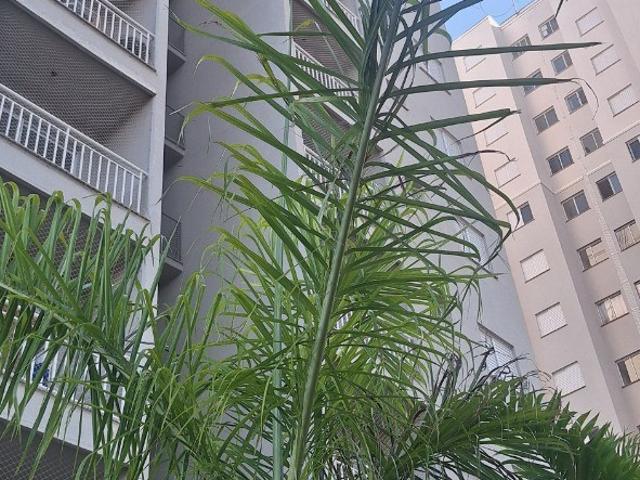 Apartamento venda em Região Imediata de Campinas, Região Metropolitana de Campinas