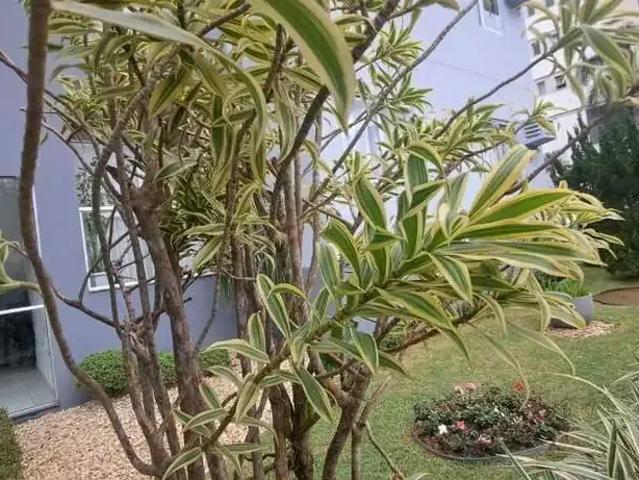 Apartamento aluguel em Região Geográfica Imediata de Blumenau, Blumenau