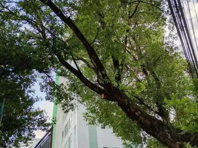 Apartamento aluguel em Região Geográfica Imediata do Recife, Região Metropolitana do Recife