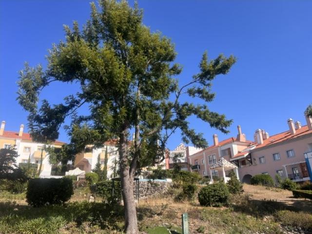 Apartamento venda em Estefânea, Sintra