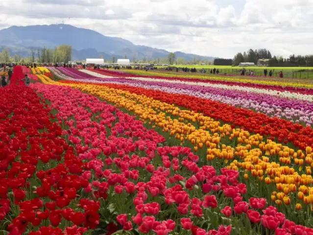 Apartment for rent in Abbotsford, British Columbia