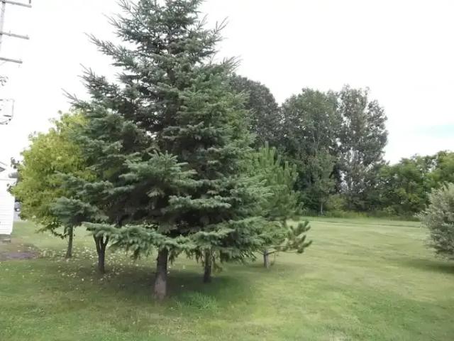 Apartment for rent in Prescott, Ontario