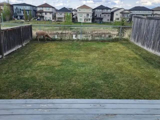 Apartment for rent in Wedgewood, Alberta