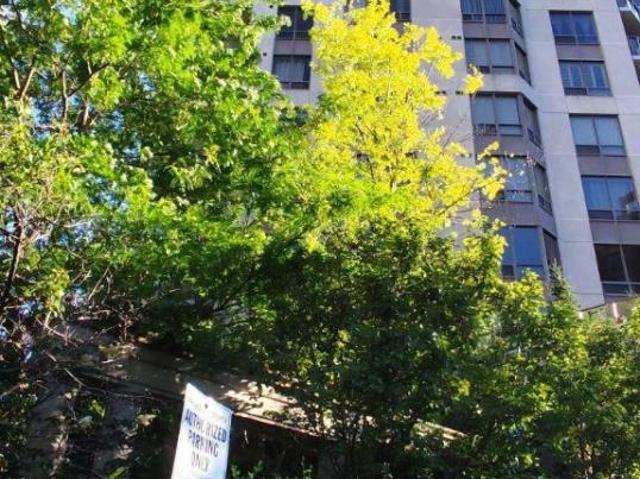 Apartment for rent in Woburn, Ontario