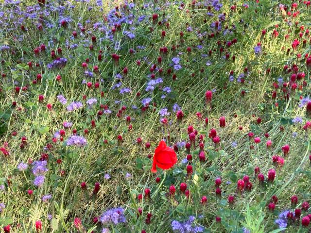 Lägenhet hyra i Visby, Gotland