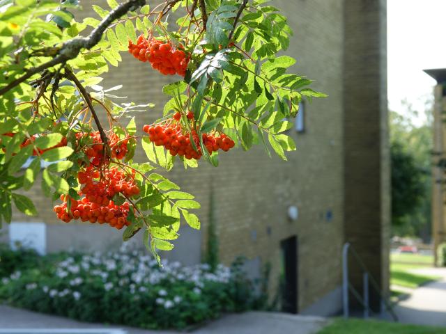 Lägenhet hyra i Jämtland