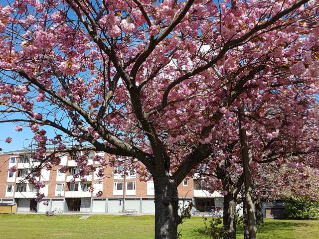 Lägenhet hyra i Oxelösund, Södermanland