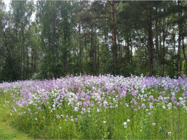 Lägenhet hyra i Sibbhult, Skåne