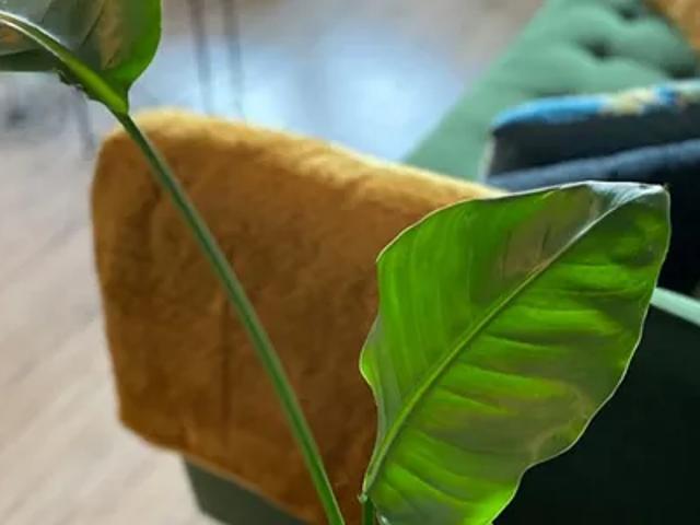 Appartement te huur in Ede, Gelderland