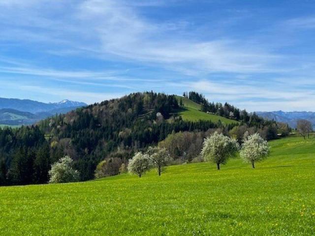 Immobilie kaufen in Randegg, Niederösterreich