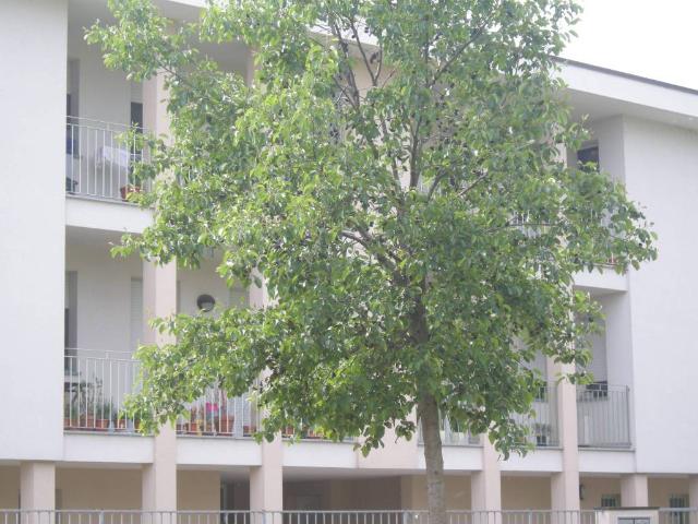Appartamento in affitto a Bagnolo Cremasco, Lombardia