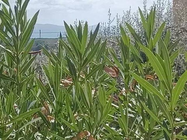 Appartamento in affitto a Paduline, Castiglione Della Pescaia