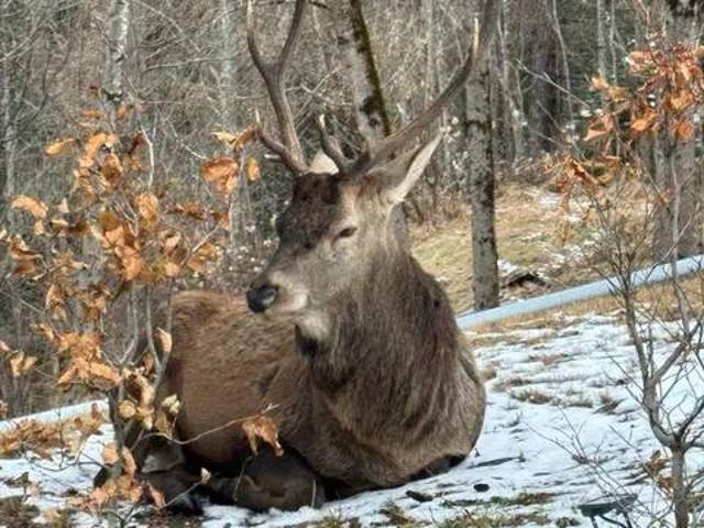 Appartamento in affitto a Zuel di Sopra, Cortina D'ampezzo