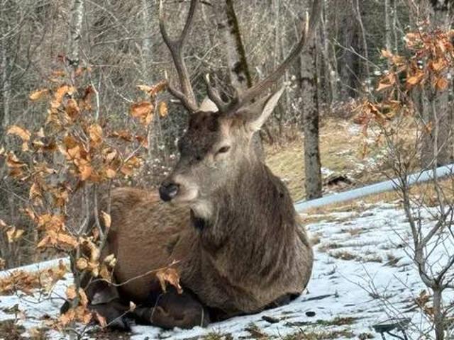 Appartamento in affitto a Sopiazes, Cortina D'ampezzo