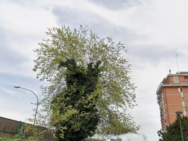 Appartamento in affitto a Gazzo Padovano, Veneto