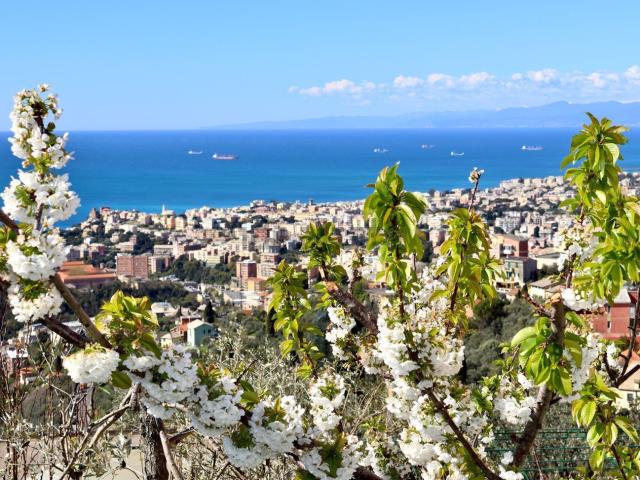 Appartamento in affitto a Levante, Serra Riccò