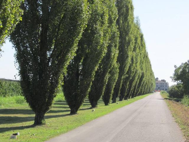 Appartamento in vendita a Belfiore, Veneto