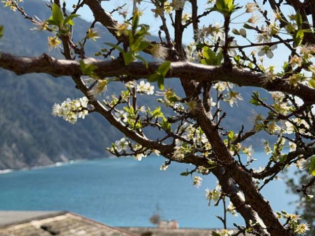 Appartamento in vendita a Lazza, Camogli