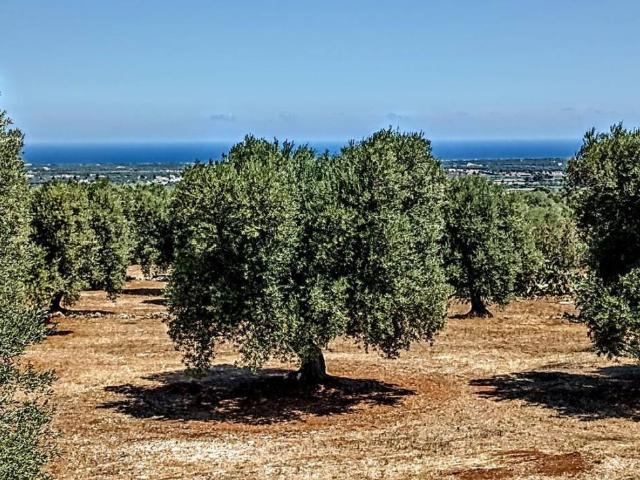 Appartamento in vendita a Pozzo Faceto, Puglia