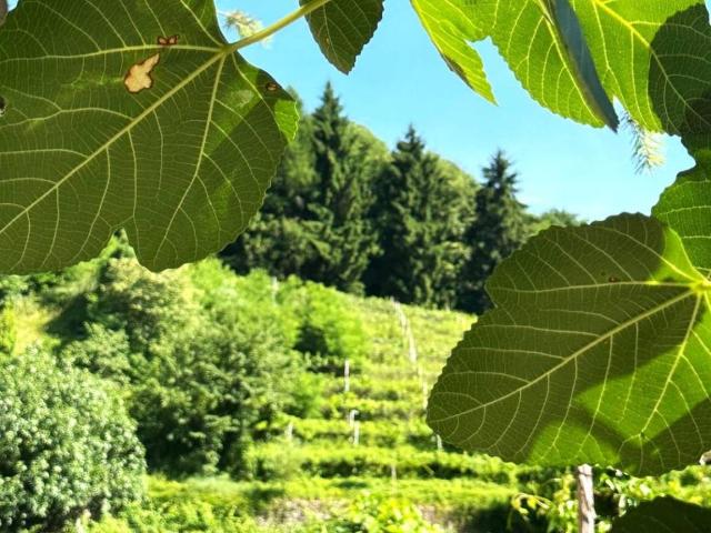 Appartamento in vendita a Territorio Val d'Adige, Trento