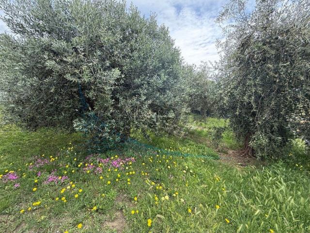 Appartamento in vendita a Rosignano Marittimo, Toscana
