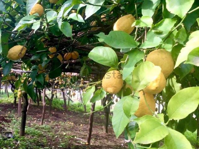 Appartamento in vendita a Tramonti, Campania