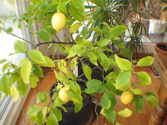 Appartamento in vendita a Gries-San Quirino - Gries-Quirein, Bolzano - Bozen