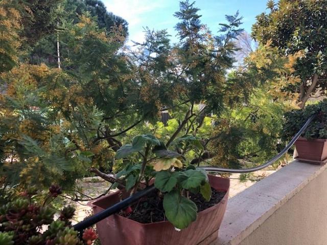 Appartamento in affitto a Bozzano, Puglia