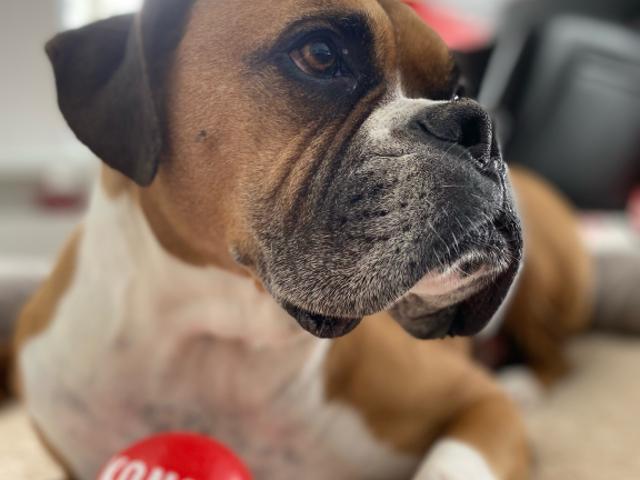 Apartment for rent in Brome-missisquoi, Quebec