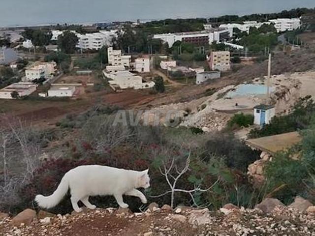Appartement location à Al Hoceima الحسيمة, Province d'Al Hoceïma إقليم الحسيمة