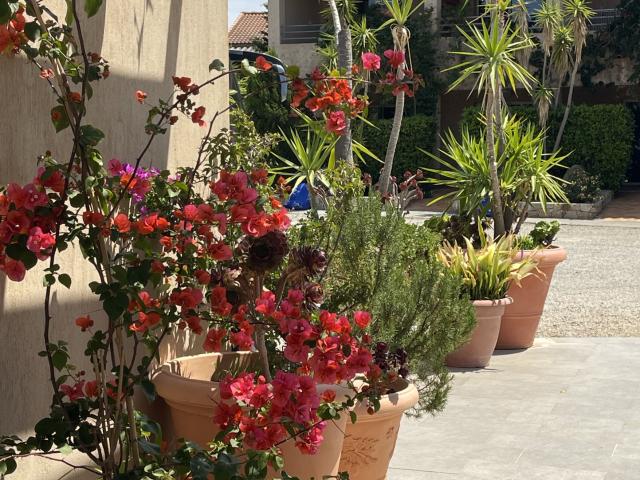 Appartement vente à Calvi, Monticello