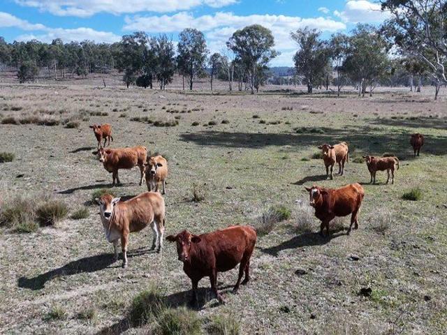 Cottage for sale in Glenleigh, Queensland