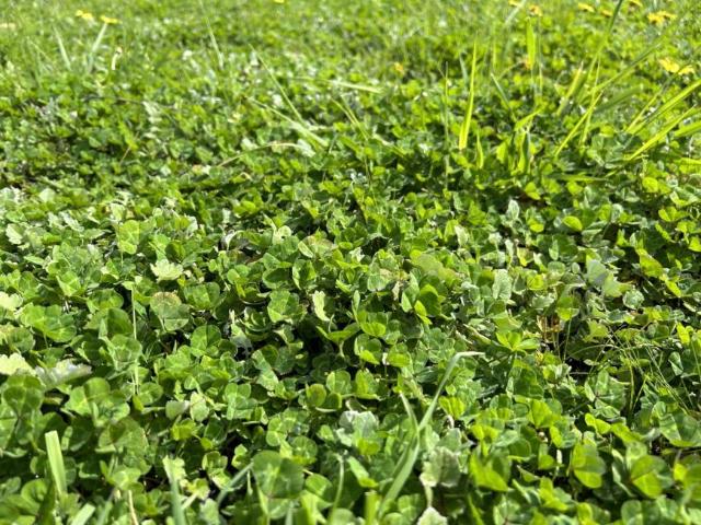 Land for rent in Apsley, Victoria