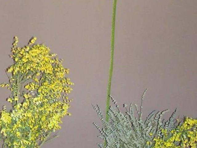 Casa en alquiler en Cimanes Del Tejar, Castilla y León